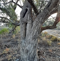 Eucalyptus sp. (A Gum Tree) at Cadell, SA - 15 Mar 2021 by MB