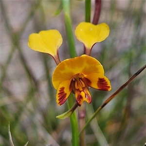 Diuris semilunulata at Bombay, NSW - suppressed