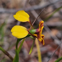 Diuris semilunulata at Bombay, NSW - suppressed