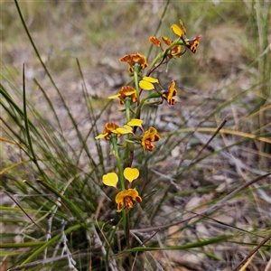 Diuris semilunulata at Bombay, NSW - suppressed