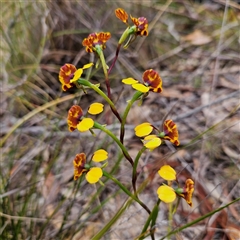 Diuris semilunulata at Bombay, NSW - suppressed