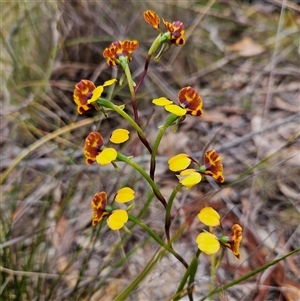 Diuris semilunulata at Bombay, NSW - suppressed