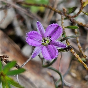 Thysanotus patersonii at Bombay, NSW - 19 Oct 2024