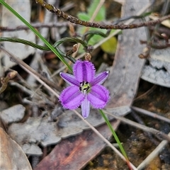 Thysanotus patersonii at Bombay, NSW - 19 Oct 2024