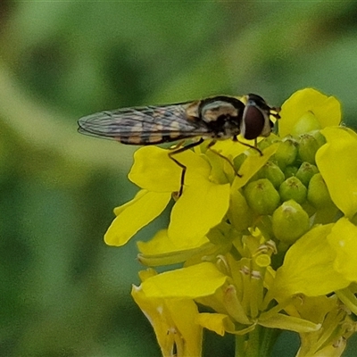 Simosyrphus grandicornis (Common hover fly) at Goulburn, NSW - 19 Oct 2024 by trevorpreston