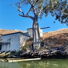 Eucalyptus sp. (A Gum Tree) at Old Teal Flat, SA - 20 Mar 2021 by MB