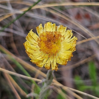 Coronidium scorpioides (Button Everlasting) at Bombay, NSW - 19 Oct 2024 by MatthewFrawley