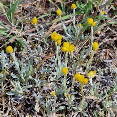 Chrysocephalum apiculatum (Common Everlasting) at Goulburn, NSW - 19 Oct 2024 by trevorpreston