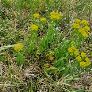 Euphorbia oblongata at Goulburn, NSW - 19 Oct 2024 03:39 PM