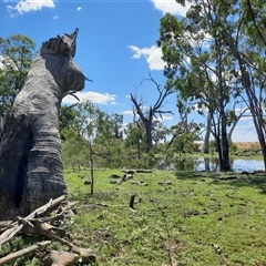 Eucalyptus (genus) (A Gum Tree) at Carrathool, NSW - 21 Nov 2021 by MB