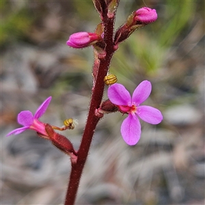 Stylidium graminifolium at Bombay, NSW - 19 Oct 2024 11:51 AM