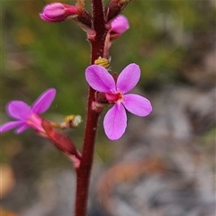 Stylidium graminifolium at Bombay, NSW - 19 Oct 2024 11:51 AM