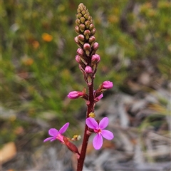 Stylidium graminifolium at Bombay, NSW - 19 Oct 2024 11:51 AM