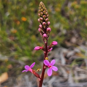 Stylidium graminifolium at Bombay, NSW - 19 Oct 2024 11:51 AM