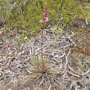 Stylidium graminifolium at Bombay, NSW - 19 Oct 2024 11:51 AM