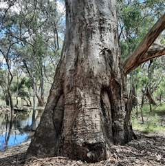 Eucalyptus (genus) (A Gum Tree) at Carrathool, NSW - 21 Nov 2021 by MB
