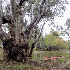 Eucalyptus camaldulensis (River Red Gum) at Carrathool, NSW - 12 Nov 2021 by MB