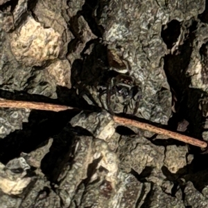 Opisthoncus sp. (genus) at Aranda, ACT - 19 Oct 2024