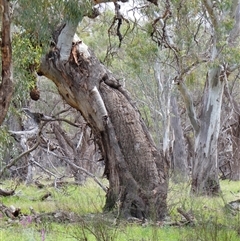 Eucalyptus sp. (A Gum Tree) at Pooncarie, NSW - 5 Oct 2020 by MB