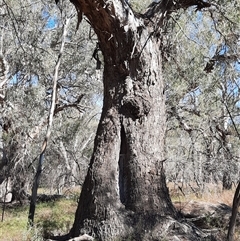 Eucalyptus sp. (A Gum Tree) at Wilcannia, NSW - 11 Sep 2020 by MB