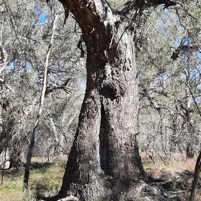 Eucalyptus sp. (A Gum Tree) at Wilcannia, NSW - 11 Sep 2020 by MB