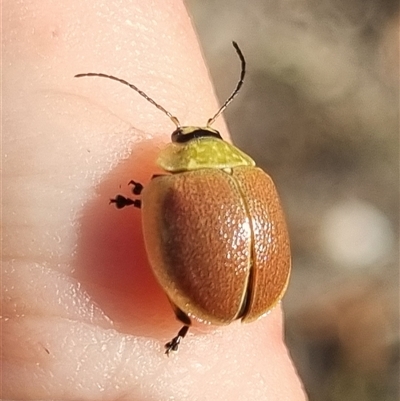 Paropsis porosa (A eucalyptus leaf beetle) at Bungendore, NSW - 19 Oct 2024 by clarehoneydove