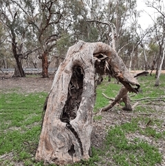Eucalyptus (genus) (A Gum Tree) at Pooncarie, NSW - 29 Sep 2020 by MB