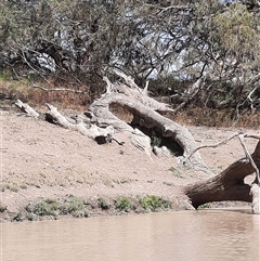 Eucalyptus (genus) (A Gum Tree) at Menindee, NSW - 16 Sep 2020 by MB