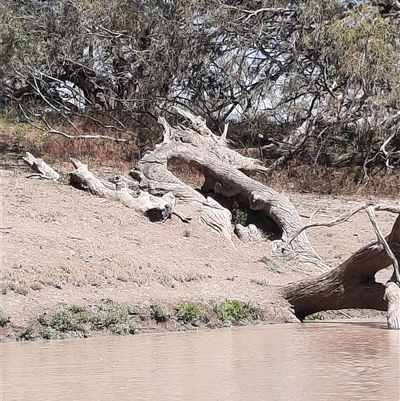 Eucalyptus sp. (A Gum Tree) at Menindee, NSW - 16 Sep 2020 by MB