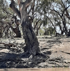 Eucalyptus (genus) (A Gum Tree) at Menindee, NSW - 16 Sep 2020 by MB
