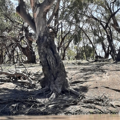Eucalyptus (genus) (A Gum Tree) at Menindee, NSW - 16 Sep 2020 by MB