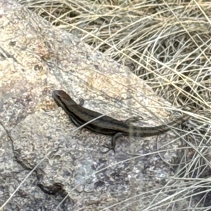 Lampropholis guichenoti at Aranda, ACT - 19 Oct 2024