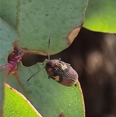 Cadmus (Cadmus) crucicollis (Leaf beetle) at Bungendore, NSW - 19 Oct 2024 by clarehoneydove