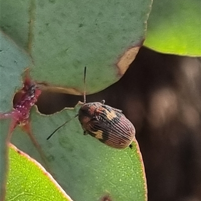 Cadmus (Cadmus) crucicollis (Leaf beetle) at Bungendore, NSW - 19 Oct 2024 by clarehoneydove