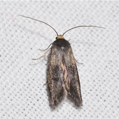 Achroia grisella (Lesser wax moth) at Jerrabomberra, NSW - 17 Oct 2024 by DianneClarke