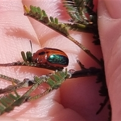 Calomela curtisi (Acacia leaf beetle) at Bungendore, NSW - 19 Oct 2024 by clarehoneydove