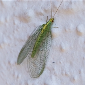 Apertochrysa edwardsi at Duffy, ACT - 17 Oct 2024 05:00 PM