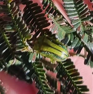 Calomela juncta at Bungendore, NSW - suppressed