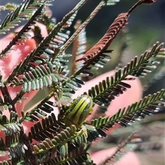 Calomela juncta at Bungendore, NSW - suppressed