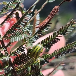 Calomela juncta at Bungendore, NSW - suppressed