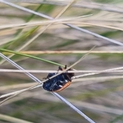 Hippodamia variegata (Spotted Amber Ladybird) at Bungendore, NSW - 19 Oct 2024 by clarehoneydove