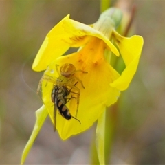 Lehtinelagia sp. (genus) at Bungendore, NSW - 19 Oct 2024