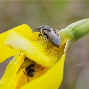 Lasioglossum (Chilalictus) sp. (genus & subgenus) at Bungendore, NSW - suppressed