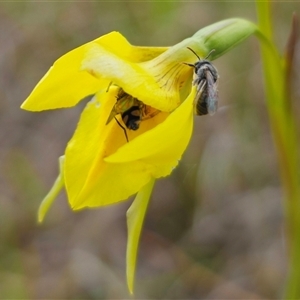 Lasioglossum (Chilalictus) sp. (genus & subgenus) at Bungendore, NSW - suppressed