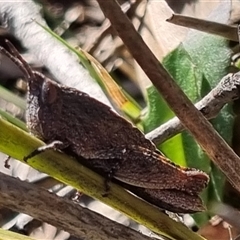 Goniaea opomaloides at Bungendore, NSW - suppressed