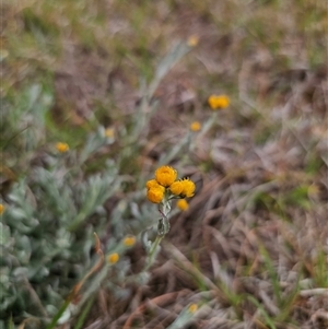 Chrysocephalum apiculatum at Bungendore, NSW - 19 Oct 2024 02:56 PM