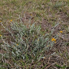 Chrysocephalum apiculatum at Bungendore, NSW - 19 Oct 2024 02:56 PM