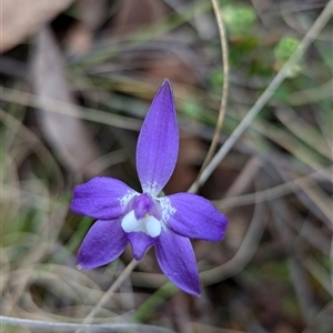 Glossodia major at Rendezvous Creek, ACT - suppressed