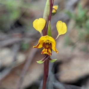 Diuris semilunulata at Rendezvous Creek, ACT - suppressed