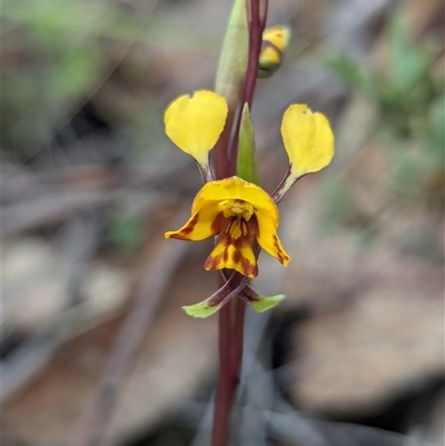 Diuris semilunulata (Late Leopard Orchid) at Rendezvous Creek, ACT - 18 Oct 2024 by RobynHall